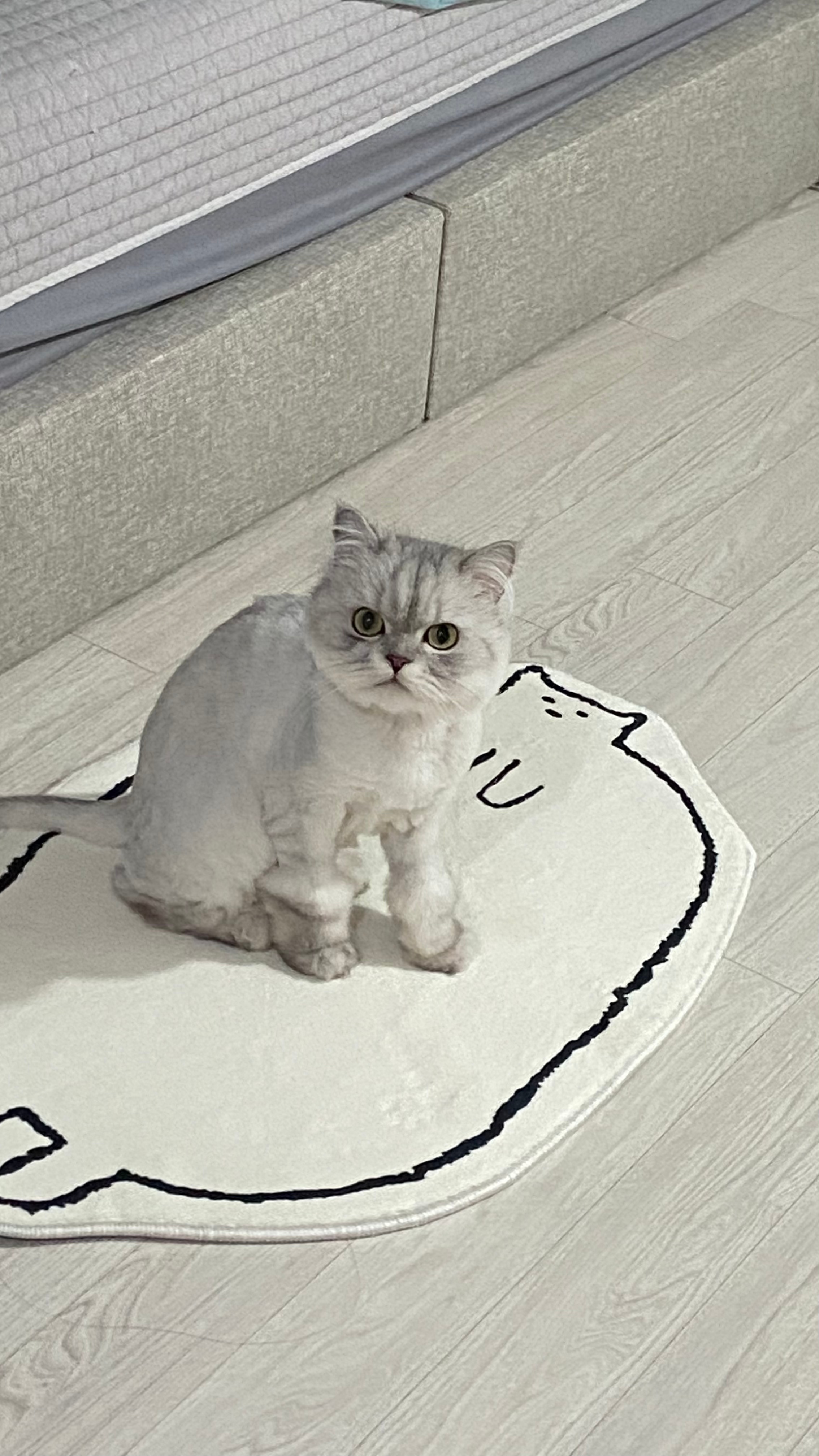 Chubby Cat Mat user photo