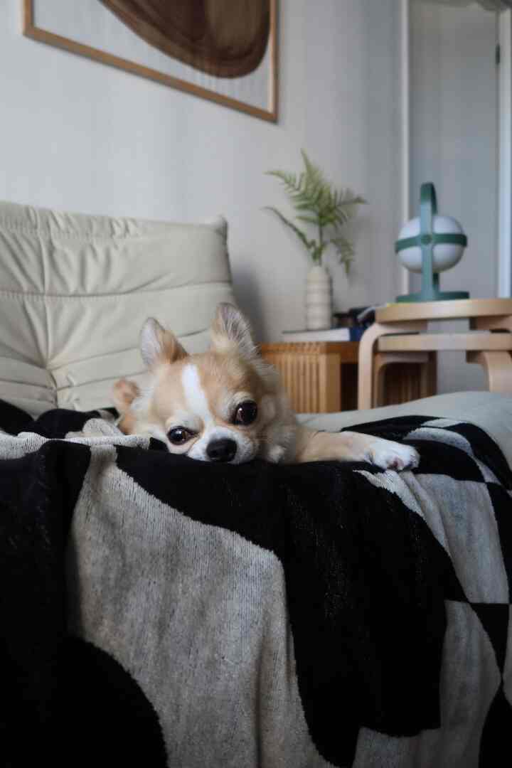 柔らかな白と自然色調のリビング、くつろぐソファと犬が配置された温かみのある空間