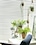agnes_home