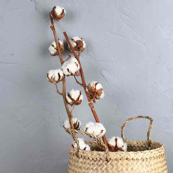 コットンフラワー ドライフラワー［6種］