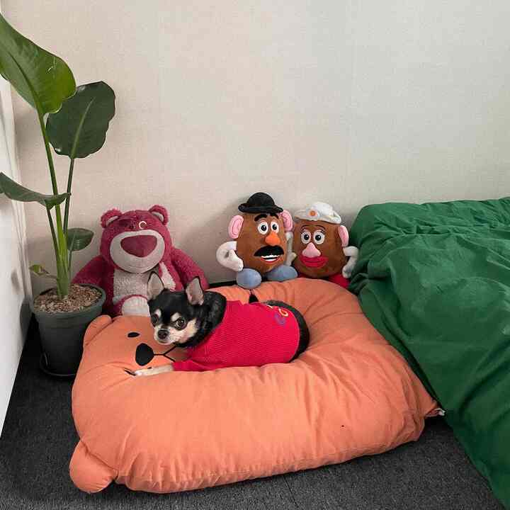グリーンの寝具とオレンジのクマ型クッションが配置された居心地の良いリビングコーナー、小型犬がいる