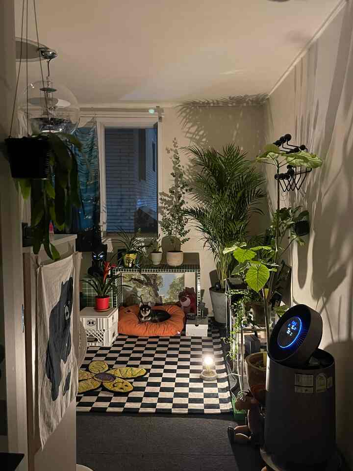 黒と白のチェッカーボードラグ、多数の植物とペットハウスが配置されたモダンで居心地の良いワンルームのインテリア