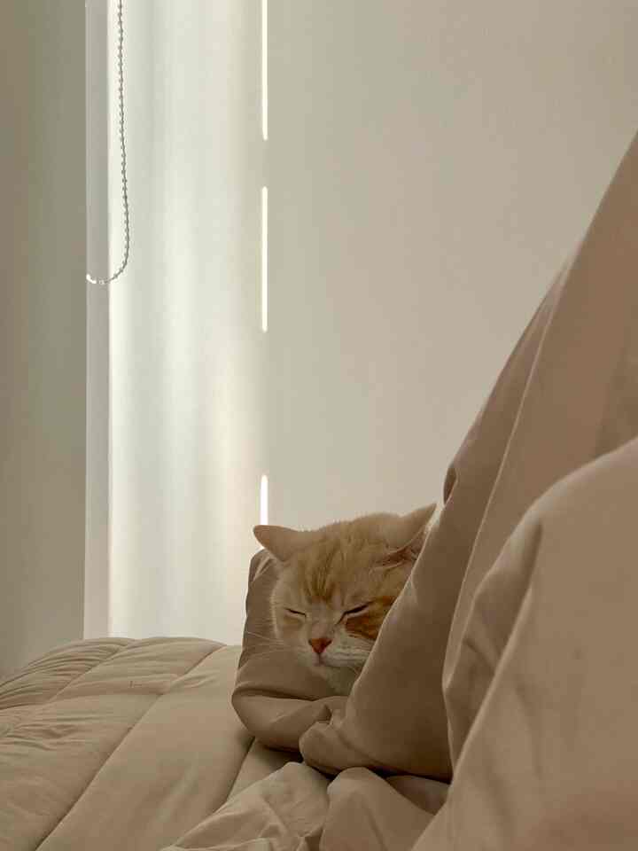 ベージュ調の寝室、猫が柔らかい寝具の上でくつろいで眠っている印象的な空間