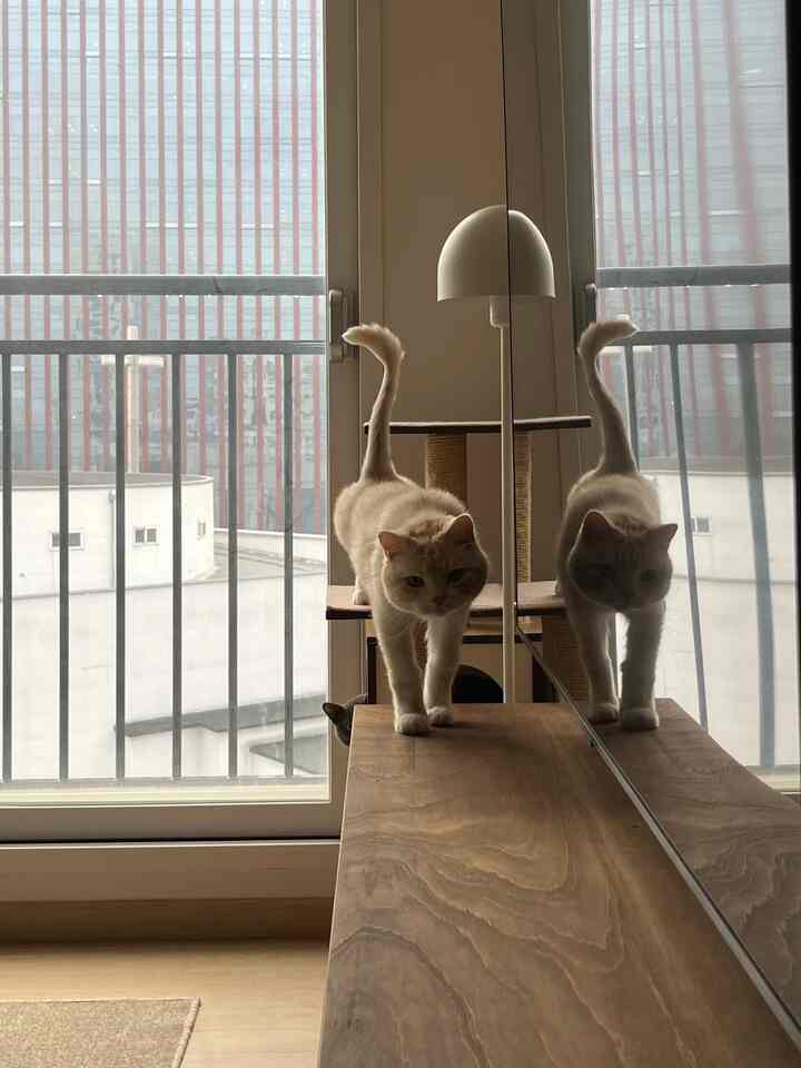 ナチュラルな木目調と白を基調としたベランダ空間、キャットタワーの上を歩く猫がいる雰囲気のあるリビング