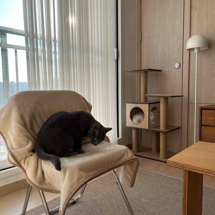 Beige and natural toned living room featuring an armchair with a blanket and a black cat, plus a cat tower housing a cat, creating a cozy atmosphere