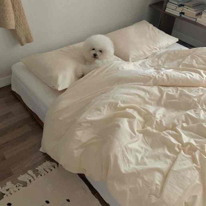 白とベージュの色調の寝室、柔らかい掛け布団カバーと小さな白い犬が置かれた雰囲気のあるインテリア