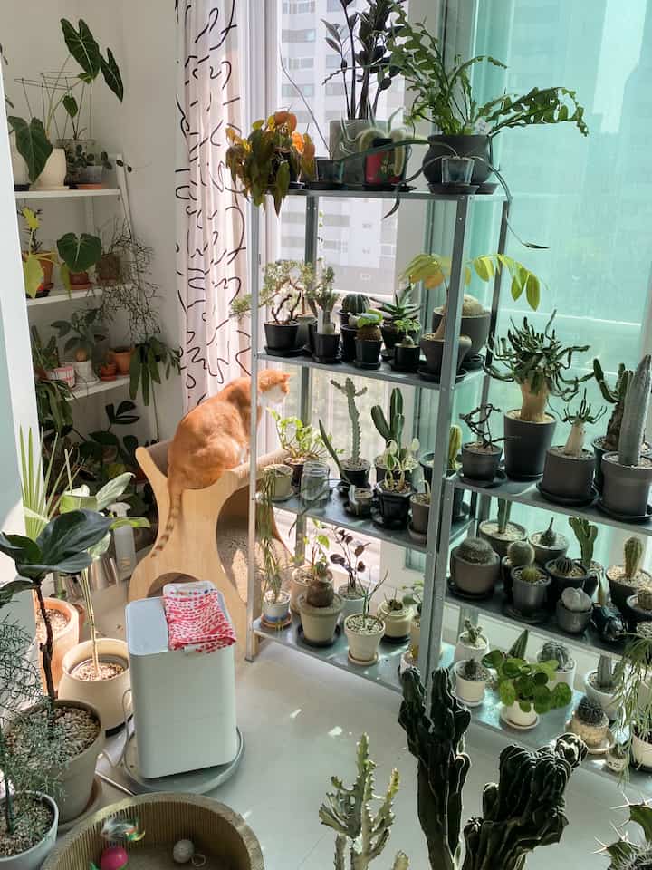 Natural-toned veranda featuring shelves filled with diverse plants and a cat looking out the window, creating a warm atmosphere