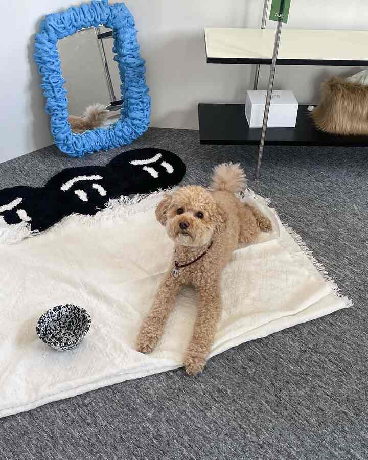 Modern space with gray carpet and white rug featuring a brown dog lying down, a blue-framed mirror, and a table lamp indoors
