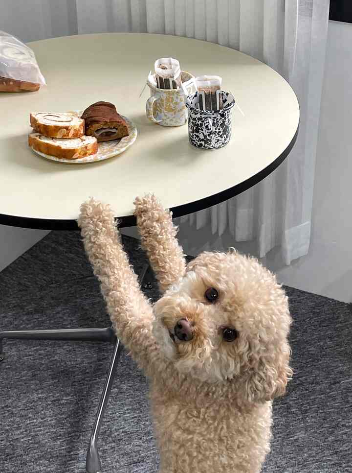 Natural beige and gray toned modern dining space featuring a round table with tea cups and bread, and a beige curly dog at the bottom, cozy atmosphere