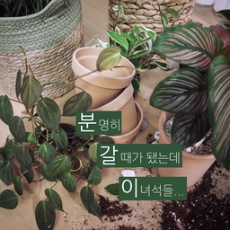 점점 많아지는 식물들🌿
줄여야지~ 줄여야지~ 하지만 절대 줄어들 일은 없고요~
계속 늘어나기만 합니다^^
마음먹고 주말에 밀린 녀석들 분갈이를 했어요.