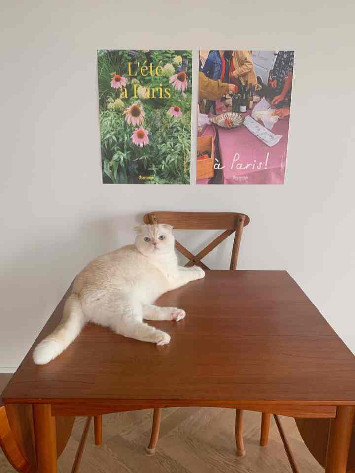 Natural wood-toned dining room with a cat comfortably lying on the dining table in a simple setting