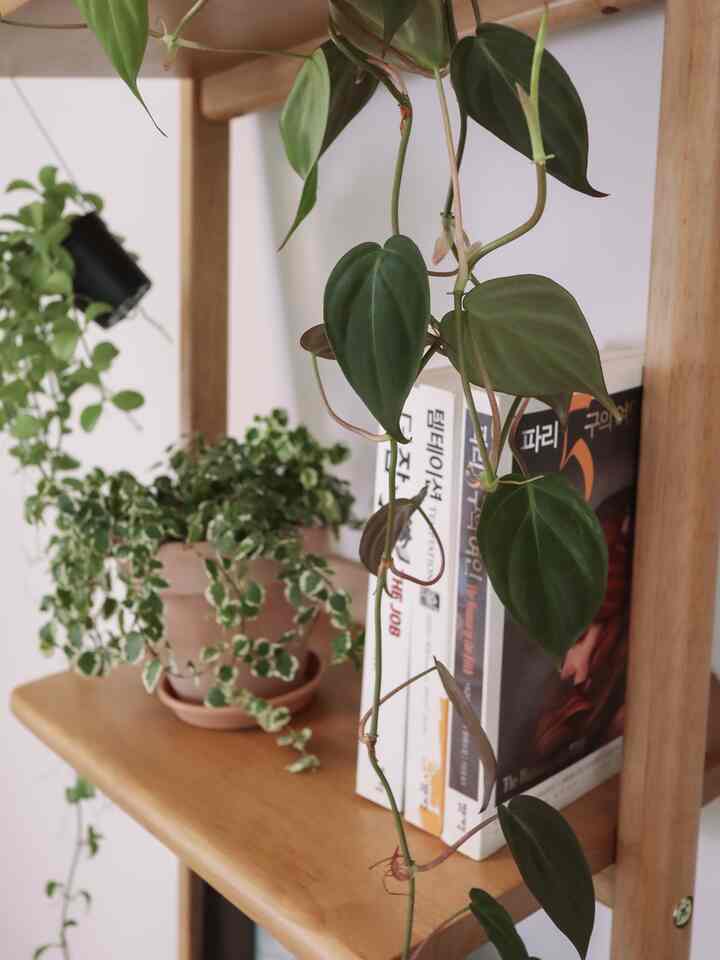 Natural-colored study with wood-toned ladder shelf featuring plants, books, and objets creating a harmonious atmosphere