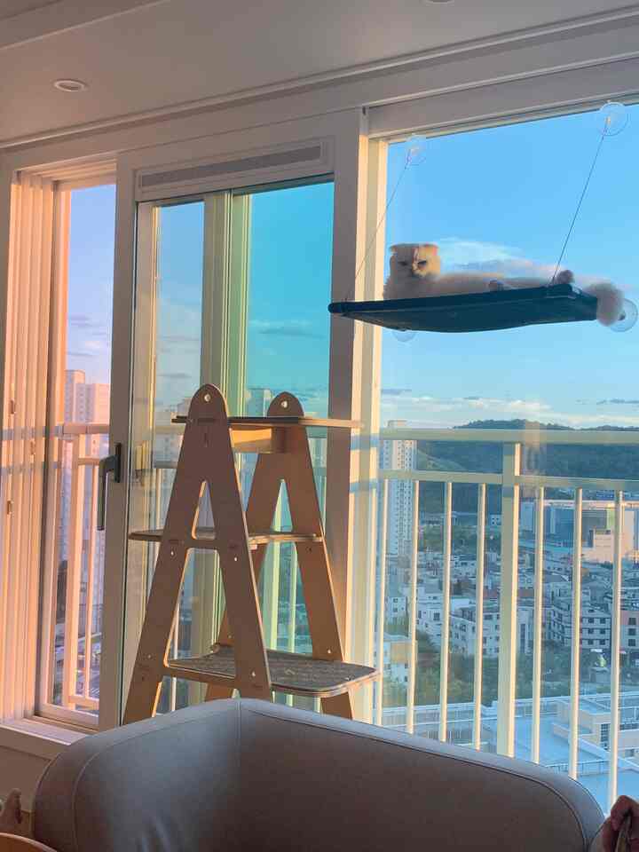 自然光と木目調が調和したリビング、窓のハンモックと白樺のキャットタワーに猫がくつろぐ雰囲気のあるインテリア