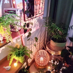 시원한 가을밤에 즐기는 밤식멍🌿
식집사님들은 공감하실꺼에요!
밤만 되면 식멍하고 싶어진다는 사실을요ㅎㅎㅎ
꼭 자기 전에 한번씩 식물 존을 둘러 보면서 이포리들을 쓰담쓰담 해주고 잠을 자러 가요.

