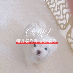 오늘은 배변훈련과 공간훈련을 준비했어요!
마지막 컨텐츠이니 만큼 많은 분들에게 도움이 될 수 있을거라 생각해서 만들었구요! 사진보다는 같이 올라간 영상 보시면 더욱 이해가 쉬우실거에요 :)!!
개의 본능을 이용한 배변 유도와 공간 교육은 양육을 시작할 때 가장 먼저 필요한 단계랍니다.