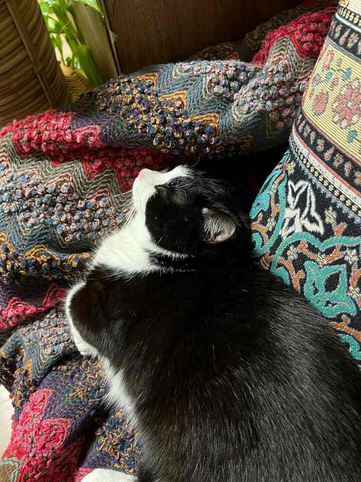 Cozy space featuring a black and white cat napping on an ethnic patterned throw