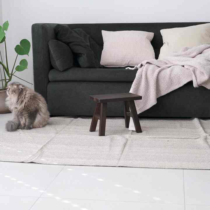 Cozy living room with green sofa, beige rug, and a cat near a plant