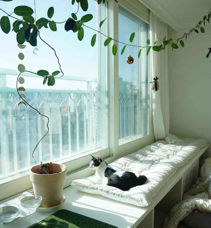 White and green toned living room window seat featuring a black and white cat resting comfortably, creating a cozy atmosphere