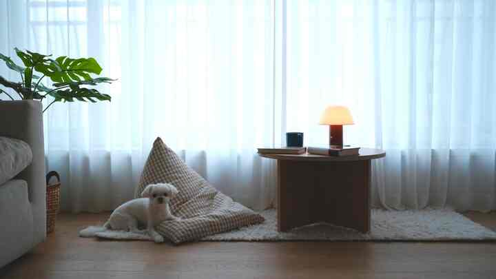 白いシフォンカーテンと木目調家具が調和するリビング、ビーンバッグの横に犬がいる落ち着いたインテリア空間