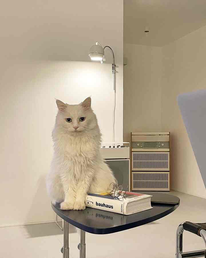 White and black Mid-Century Modern living room featuring a cat sitting on a sleek table, creating a clean and orderly atmosphere