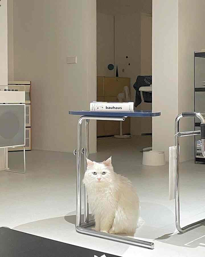 Modern living room with white walls and floors, a chrome frame side table, and a fluffy white cat creating a clean atmosphere