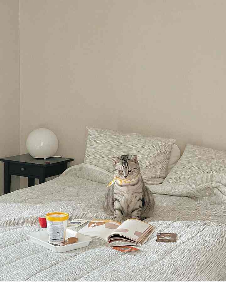 ベージュのトーンの寝室、ベッド中央に座って読書する猫がいるシンプルで自然な雰囲気のインテリア