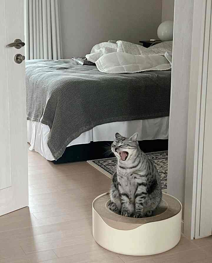 グレーとホワイトの色調の寝室に、爪とぎの上であくびをする猫がいる、落ち着いた雰囲気のあるインテリア