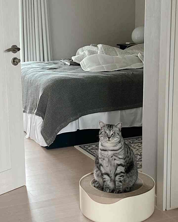 グレーと白のトーンでまとめられたモダンな寝室、中央の床に猫が座るベージュのペットベッドがある落ち着いた空間