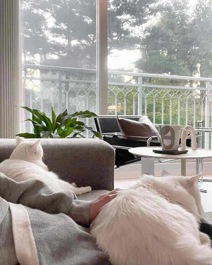 Warm brown sofa with white cats in a mid-century modern living room creating a cozy atmosphere