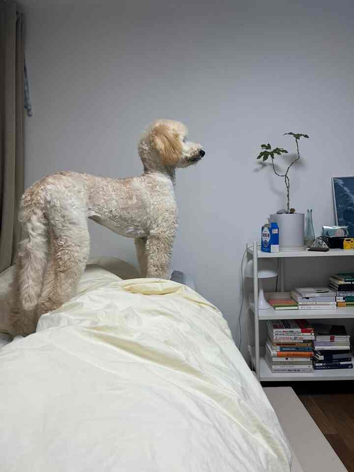 White and beige toned bedroom featuring a dog standing on the bed and a bookshelf filled with books, creating a cozy atmosphere