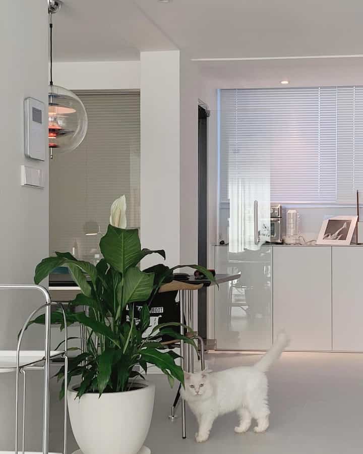 White and green toned living room featuring a large plant in the center and a white cat on the right in a clean mid-century modern interior