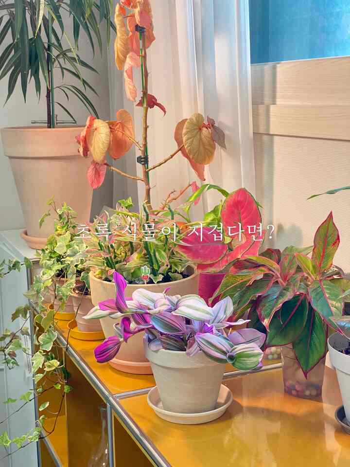 <Best Interior Effect, Recommended Color Plants>

Oh! Life, this is Solum, the urban farmer and plant butler :) You probably know the interior effect of plants very well. For those of you who like freshness and are tired of the plants always being green, ❤️I'll introduce you to some red plants that are easy to grow indoors for Christmas💚.