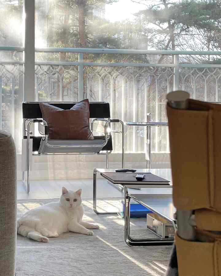 ホワイトと落ち着いたグレーのトーンのリビング、ミッドセンチュリーモダンのアームチェアとカーペットが配置され、陽射しの中でくつろぐ猫がいる雰囲気のある空間