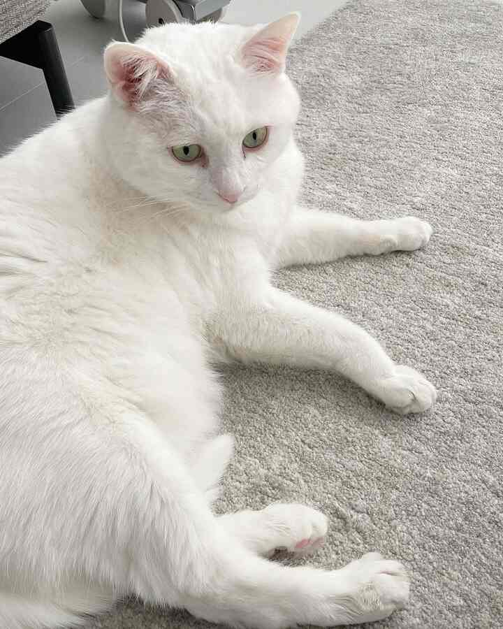 明るくナチュラルカラーのリビング、明るい色のラグの上に白い猫が横たわる落ち着いた雰囲気のあるインテリア