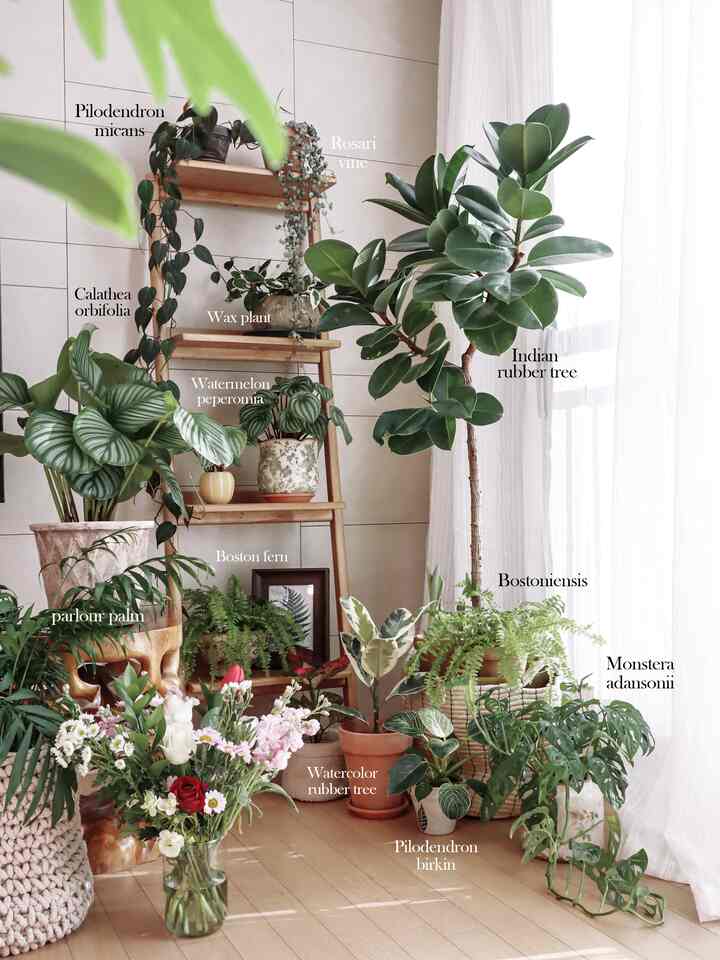 Pabrik pemurni udara dalam ruangan diumumkan oleh NASA🌿
Jenis tanaman apa yang kita miliki di rumah kita?

1. Telapak tangan Yreka
2.Gwaneumjuk
3.pohon palem bambu
4.Pohon karet India
5. Dracaena deremensis
6.Ivy
7. Telapak tangan Phoenix
8. Fikus Ari
9. Pakis Boston
10. Film Pesta

11.Pohon keberuntungan
12. Foto
13.Nerpolepis obliterrata
14. Pelabuhan Ibu
15.Gerbera
16.Dracaena Waneki
17.Dracaena marginata
18.Philodendron erubescens
19. Singonium
20.Dieffenbachia Kompak

21. Telapak tangan meja
22.Pohon Karet Benyamin
23.Koki Rella
24.Begonia
25. Cerium Philodendron
26.Philodendron oksikadium
27.Sansevieria
28.Dieffenbachia Camilla
29.Philodendron domesticum
30.Araucaria

31. Homarmena Barsi
32.Maranta
33.Pisang kerdil
34. Kaktus kepiting
35. Anggur Ivy
36.Maekmun-dong
37.Dendrobium
38. Anggrek 
39.Agleonema
40.Anthurium

41. puring
42.Poinsettia
43.Azalea
44.Calathea macoyana
45.Lidah buaya
46.Sikramen
47.Ananas
48.Tulip
49. Phalaenopsis
50. Kalanchoe #오라이프 #취미일상 #식물 #공기정화식물 #거실인테리어 #플랜테리어 #식물인테리어 #실내정원 #실내가드닝 #가드닝 #식물키우기 #고무나무 #오르비폴리아 #몬스테라 #아단소니 #러브체인 #호야 #미칸 #야자 #테이블야자 #버킨 #보스턴고사리 #필로덴드론