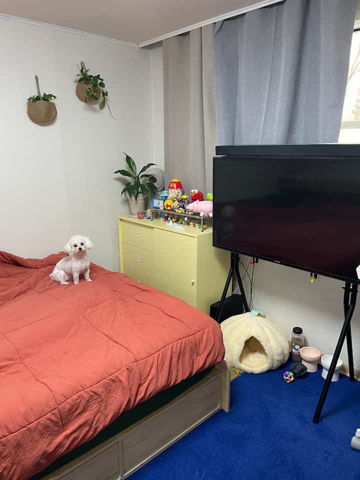Warm beige and blue toned bedroom featuring a red bed and dog bedding with cozy atmosphere