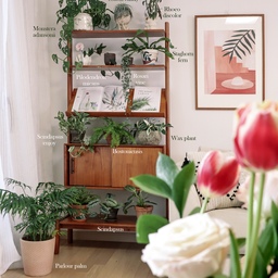 살식마도 키울 수 있는 순둥한 식물들🌿
식물에게 중요한 3요소는 바로 물, 공기, 햇빛인데요.
저희 집에서 햇빛이 부족하고 물 주는 걸 깜빡해도 잘 자라는 식물들을 소개해 볼께요.