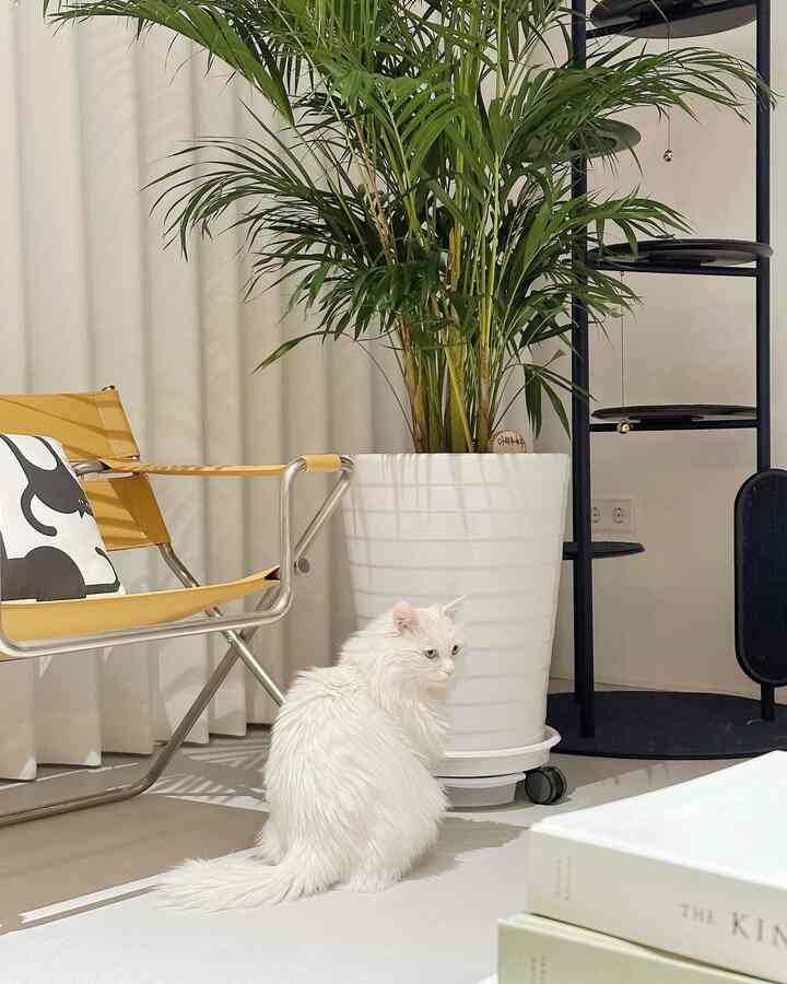 A white and green toned living room featuring a mid-century modern yellow chair, potted plant, and a white cat creating a cozy atmosphere