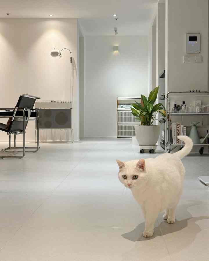白を基調としたリビング、ミッドセンチュリーモダン家具と猫が配置されたミニマルでナチュラルな印象の空間