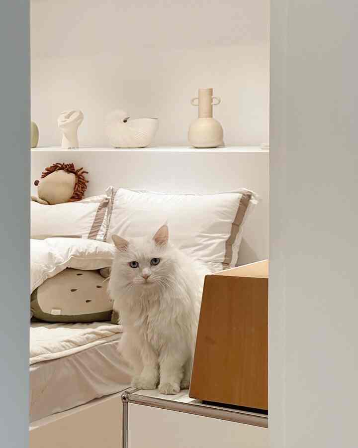 明るいホワイトとベージュの寝室、白い猫と居心地の良いペットベッドが配置されたナチュラルモダンなインテリア