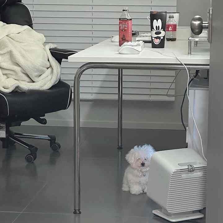 ホワイトとブラックのトーンのホームオフィス、デスクとオフィスチェア、窓のブラインドと小さな犬がいる落ち着いた雰囲気のインテリア