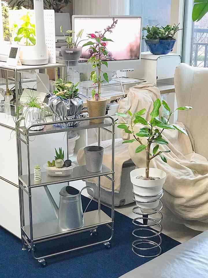 Minimal home office space with white walls and navy rug, featuring various green plants arranged throughout