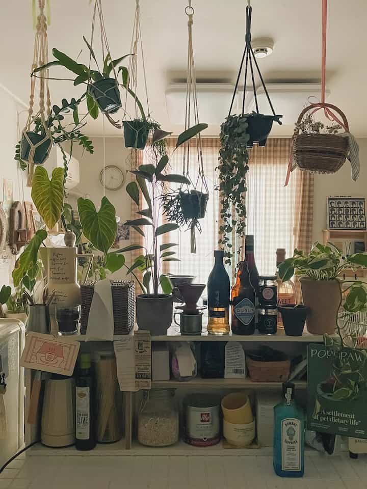 Today, I'm going to share how to use hanging plants when doing a planter. (Please check the tag for the plant name)

1. Ceiling rail
I hung vines on a rail on the kitchen ceiling to separate the kitchen and living room spaces. I hung them with rhipsalis cactus, love chain gold, and preserved flowers in a small rattan basket. I'm satisfied with the separation of the space without making it look stuffy.