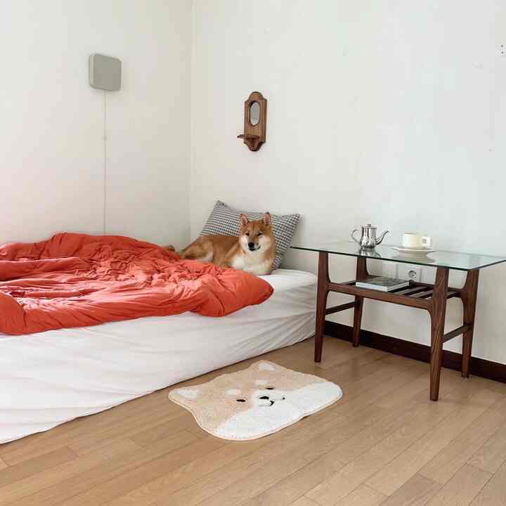 ホワイトの壁とナチュラルな木目調の床がある寝室、ミッドセンチュリーモダンのサイドテーブルと犬用マット、オレンジ色の寝具、ベッドにくつろぐ柴犬が配置された雰囲気のあるインテリア