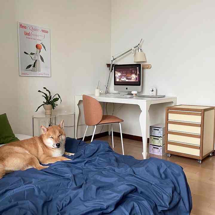 A white-walled bedroom with blue bedding featuring a resting dog and a desk with a chair for a cozy atmosphere
