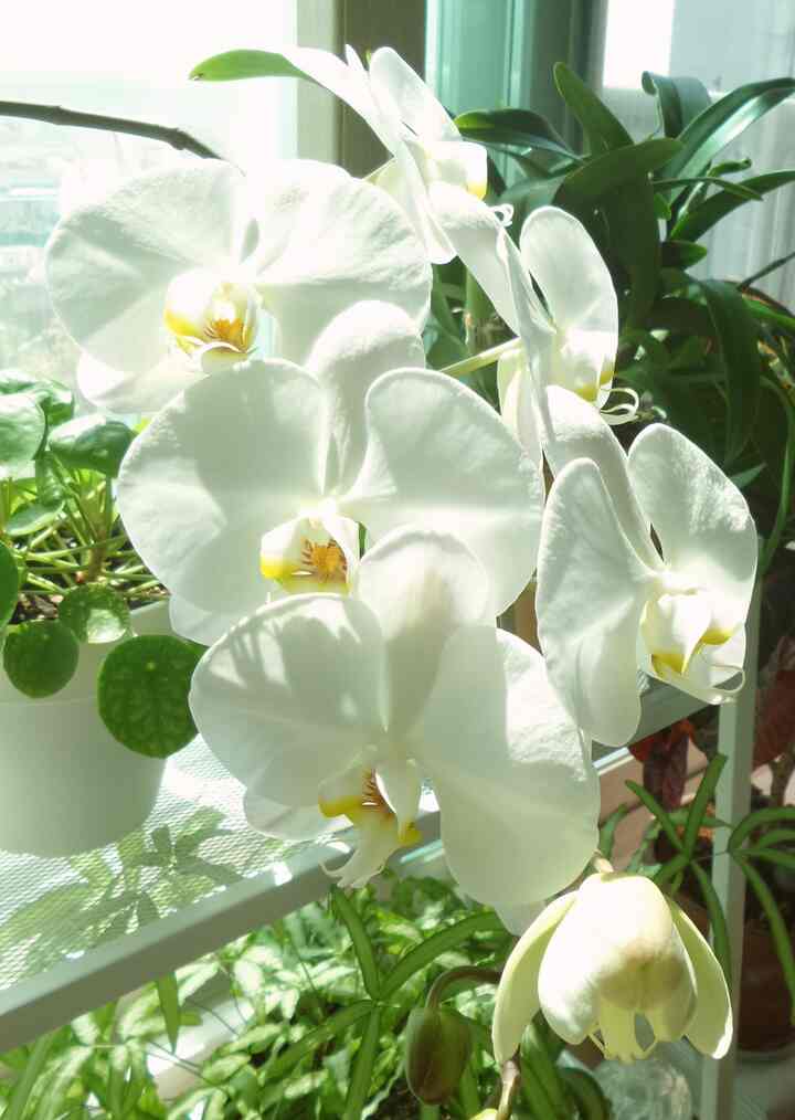 White-toned balcony plant space featuring white orchids and lush green leaves with a natural ambiance