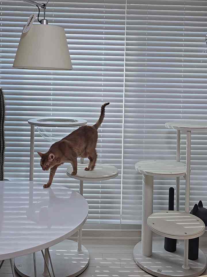 白いトーンのリビング、白いブラインドとキャットタワー、丸いダイニングテーブルと猫が配置された印象的な空間
