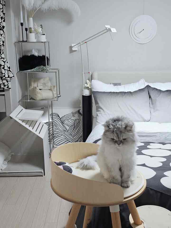 White and gray toned bedroom featuring a wood-tone mini cat tower with a fluffy cat, neat and modern atmosphere