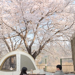 내 인생 첫 벚꽃캠핑은 합천에서🌸
거의 4시간30분정도 운전했는데
돌아오는 길에 퇴근시간 걸려서 
1시간 더 걸렸나.... 🥲
장거리 가시는 분들 대단 🙌🏻
