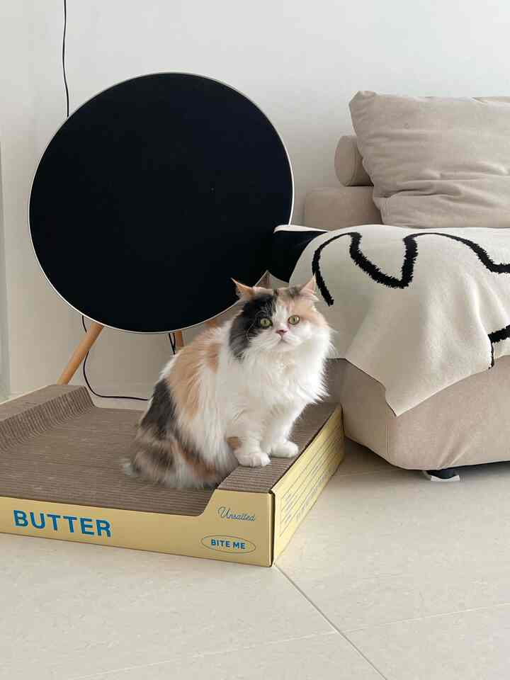 Natural-toned living room featuring a butter-colored cat scratcher, beige sofa, and a cat sitting center-front
